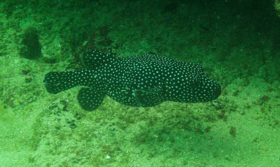 Muitos peixes em El Bajo, ponto de mergulho em Cabo Pulmo, no sul da Baja California, Mar de Cortez, no México